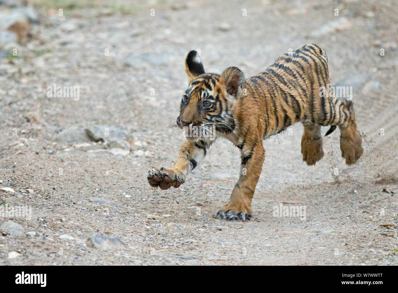 Tigre del Bengala (Panthera tigris tigris) cub in esecuzione. Parco nazionale di Ranthambore, India. Foto Stock