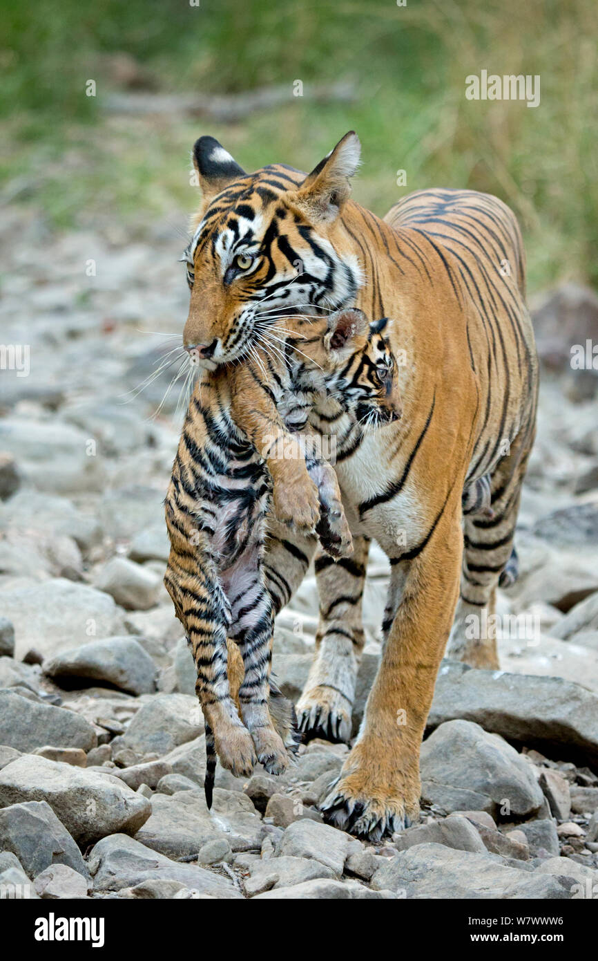 Tigre del Bengala (Panthera tigris tigris) femmina &#39;Noor T39&#39; portando cub. Parco nazionale di Ranthambore, India. Foto Stock