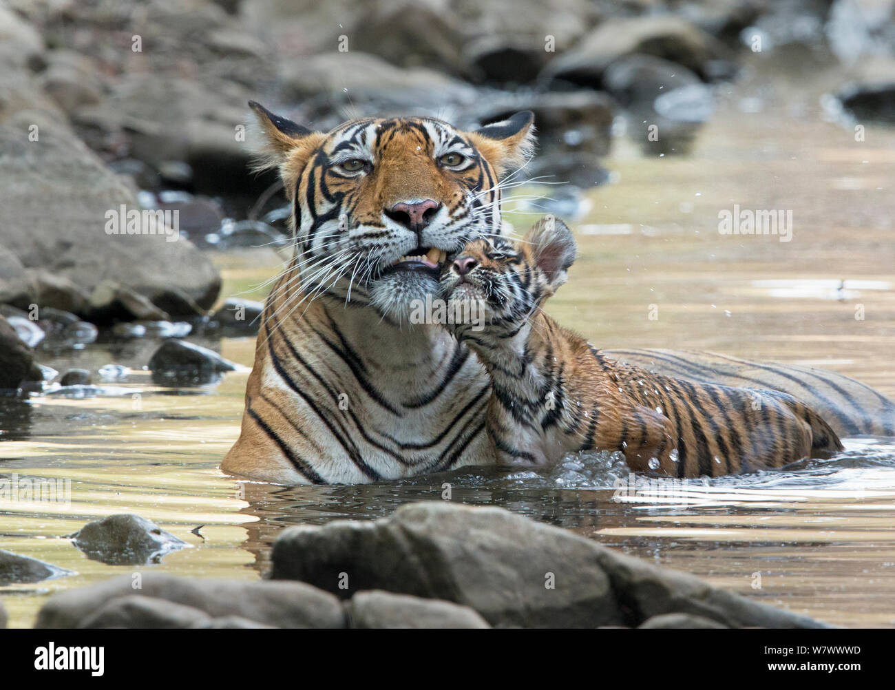 Tigre del Bengala (Panthera tigris tigris) femmina &#39;Noor T39&#39; con i cuccioli in acqua. Parco nazionale di Ranthambore, India. Foto Stock