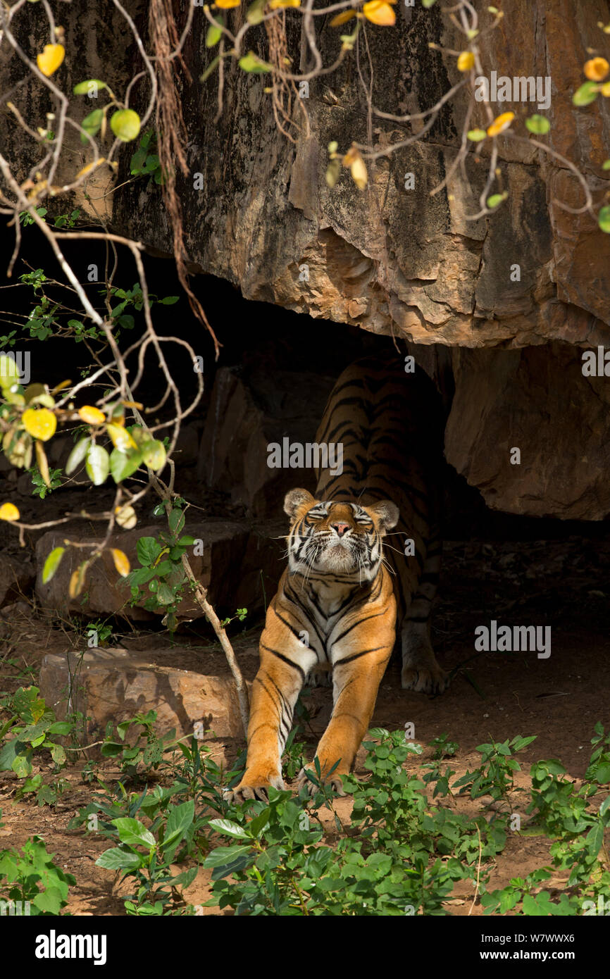 Tigre del Bengala (Panthera tigris tigris) femmina &#39;Noor T39&#39; stretching dopo il sonno. Parco nazionale di Ranthambore, India. Foto Stock