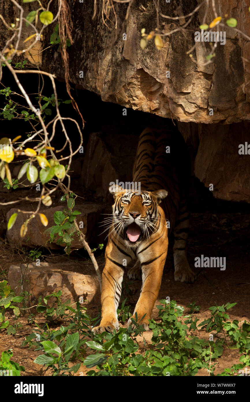 Tigre del Bengala (Panthera tigris tigris) femmina &#39;Noor T39&#39; stretching dopo il sonno. Parco nazionale di Ranthambore, India. Foto Stock
