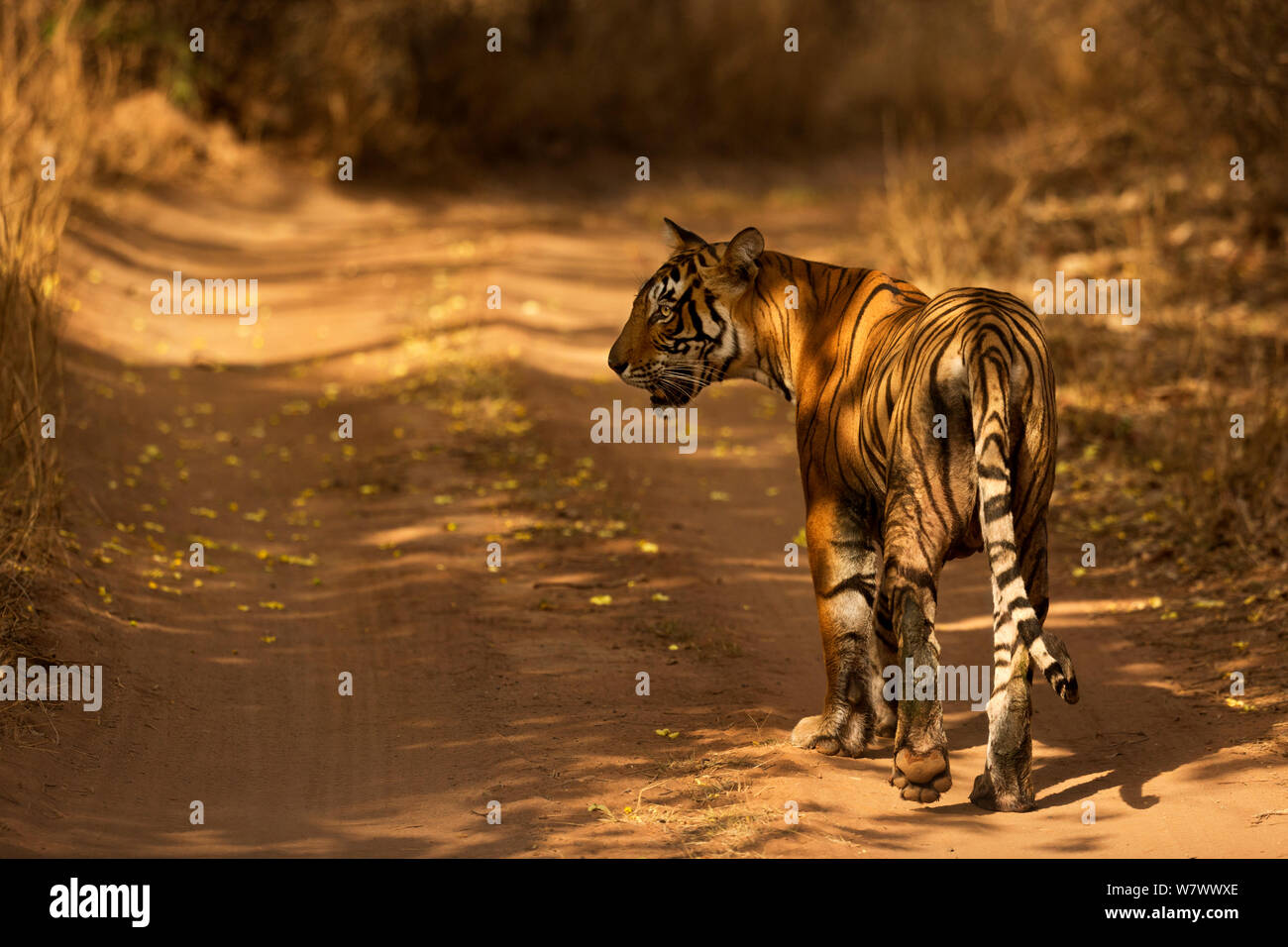 Tigre del Bengala (Panthera tigris tigris) femmina &#39;Noor T39&#39; camminare sulla via, il Parco nazionale di Ranthambore, India. Foto Stock