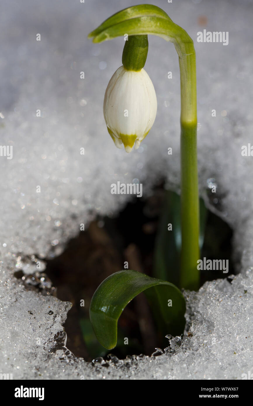 Il simbolo del fiocco di neve di primavera (Leucojum vernum) nella neve, Lammer Holz, Brunswick, Bassa Sassonia, Germania, Marzo. Foto Stock