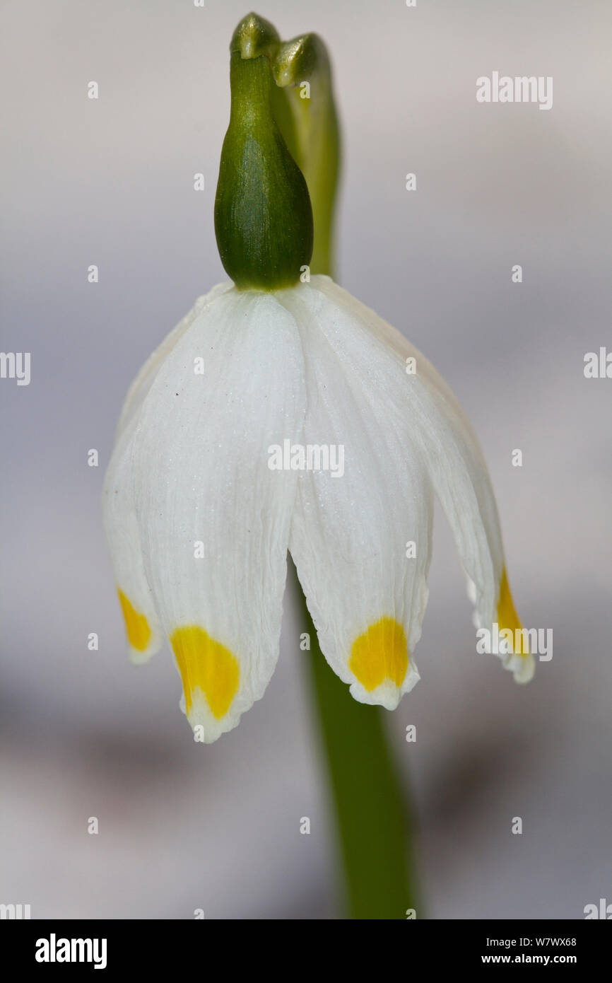 Il simbolo del fiocco di neve di primavera (Leucojum vernum) nella neve, Lammer Holz, Brunswick, Bassa Sassonia, Germania, Marzo. Foto Stock