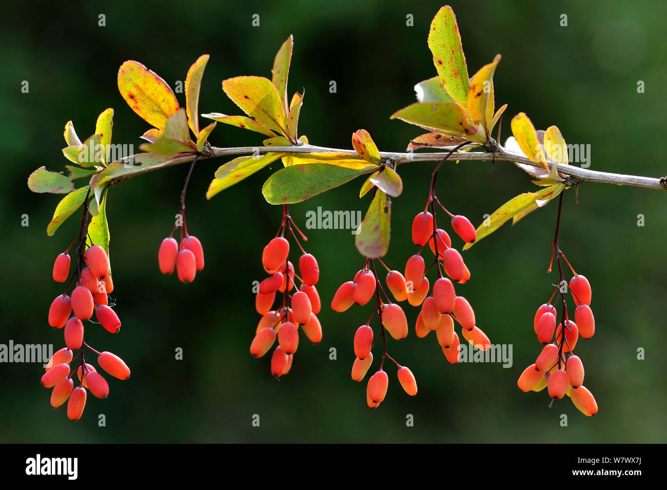 Unione Crespino (berberis vulgaris) in Lorena, Francia, Agosto. Foto Stock