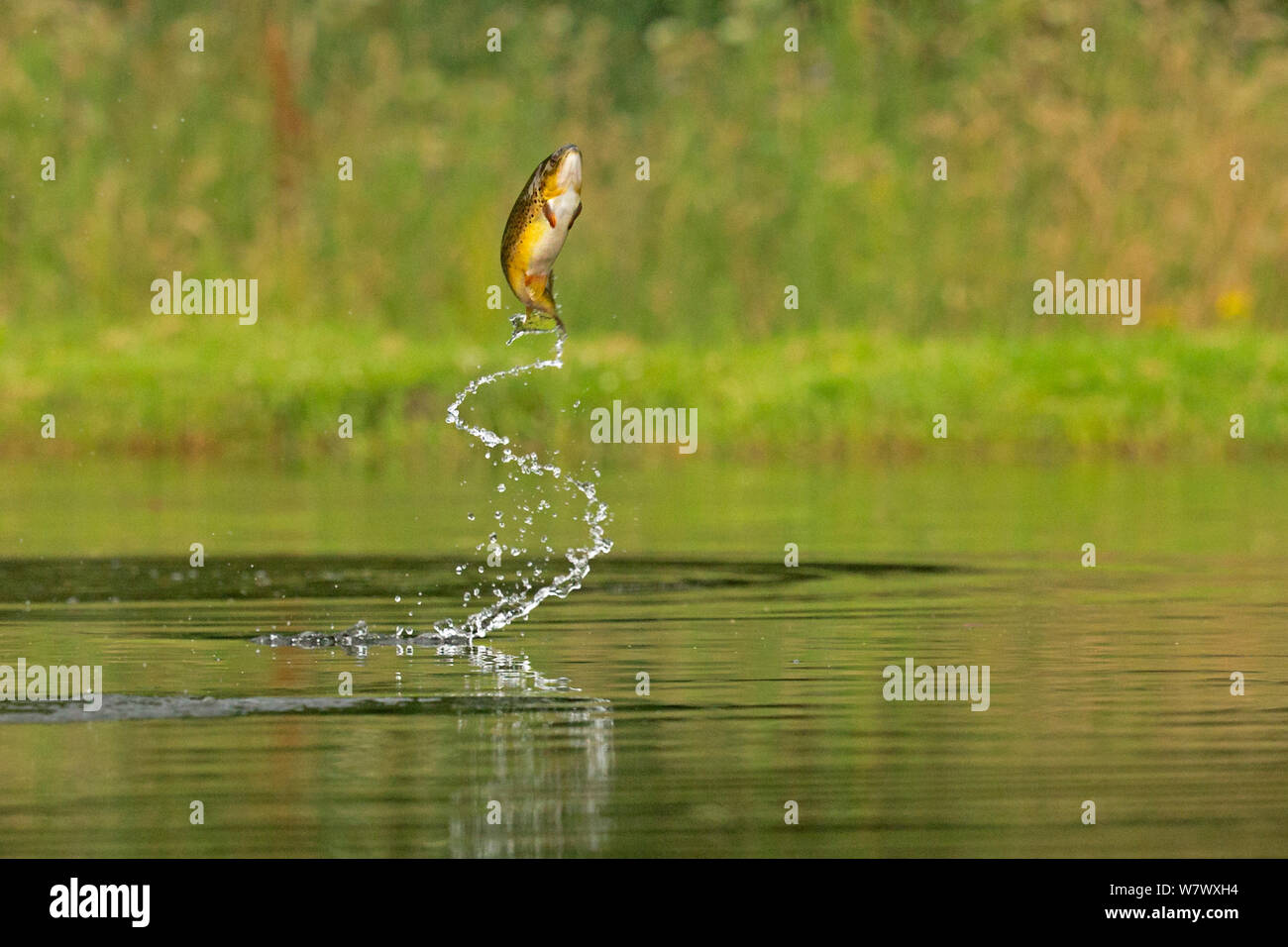 La trota marrone (Salmo trutta) salto per insetti, Scotland, Regno Unito. Foto Stock