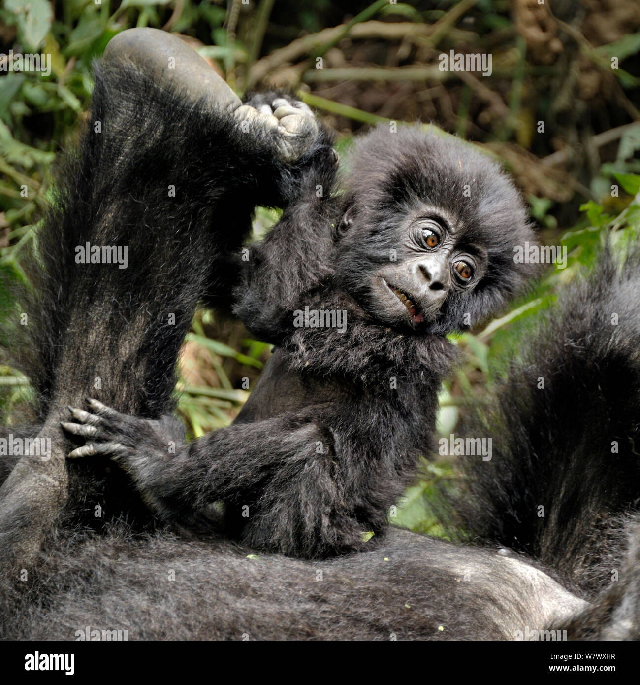 Gorilla di Montagna (Gorilla beringei beringei) baby giocando con la madre&#39;s piedi, Ruanda, Africa. Foto Stock