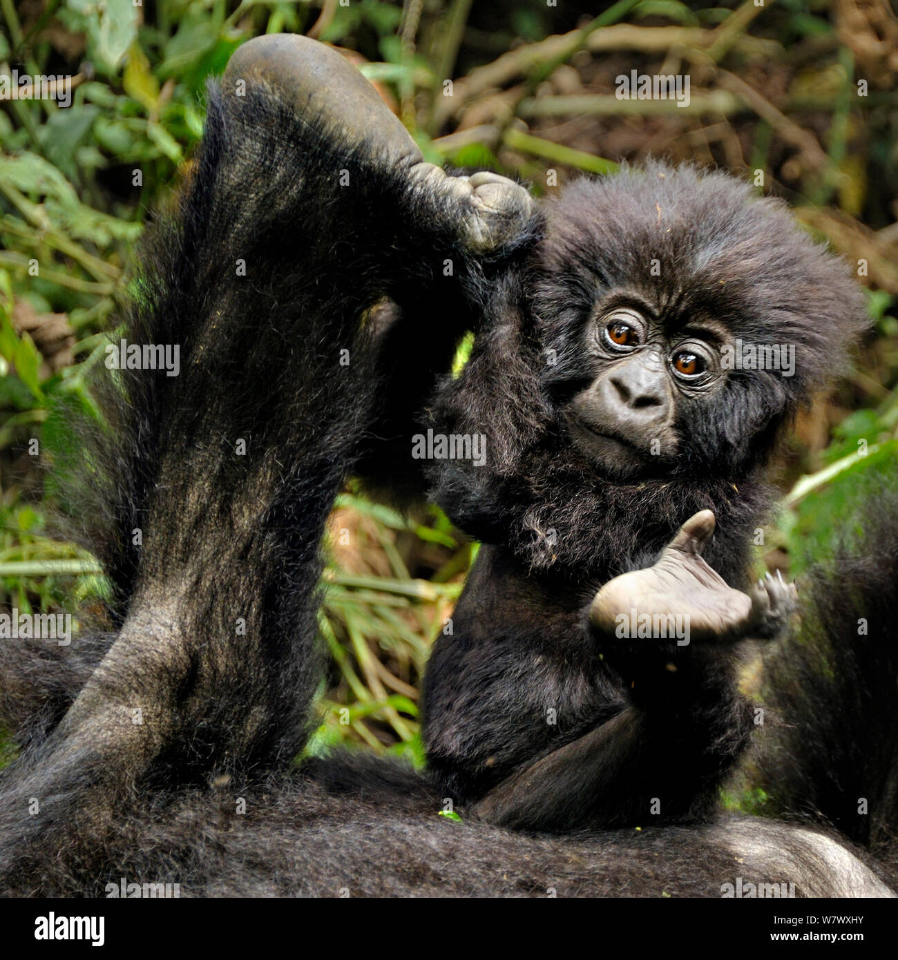Gorilla di Montagna (Gorilla beringei beringei) baby giocando con la madre&#39;s piedi, Ruanda, Africa. Foto Stock
