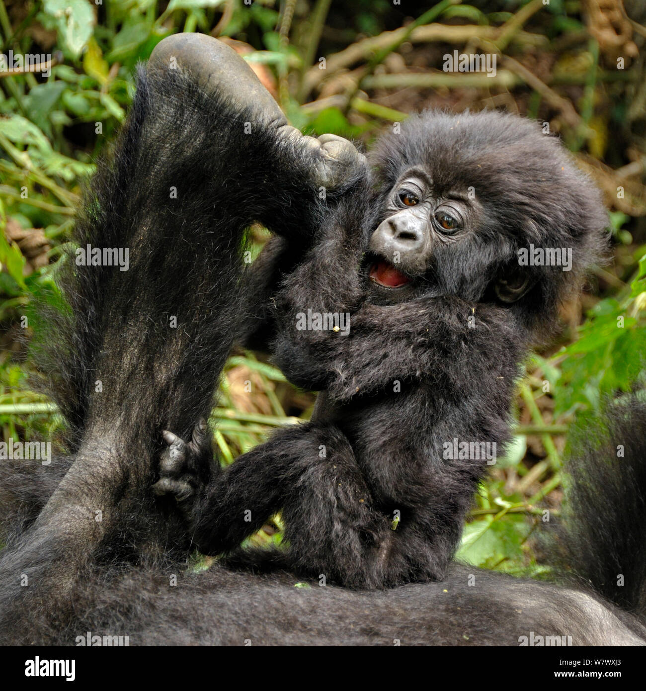 Gorilla di Montagna (Gorilla beringei beringei) baby giocando con la madre&#39;s piedi, Ruanda, Africa. Foto Stock