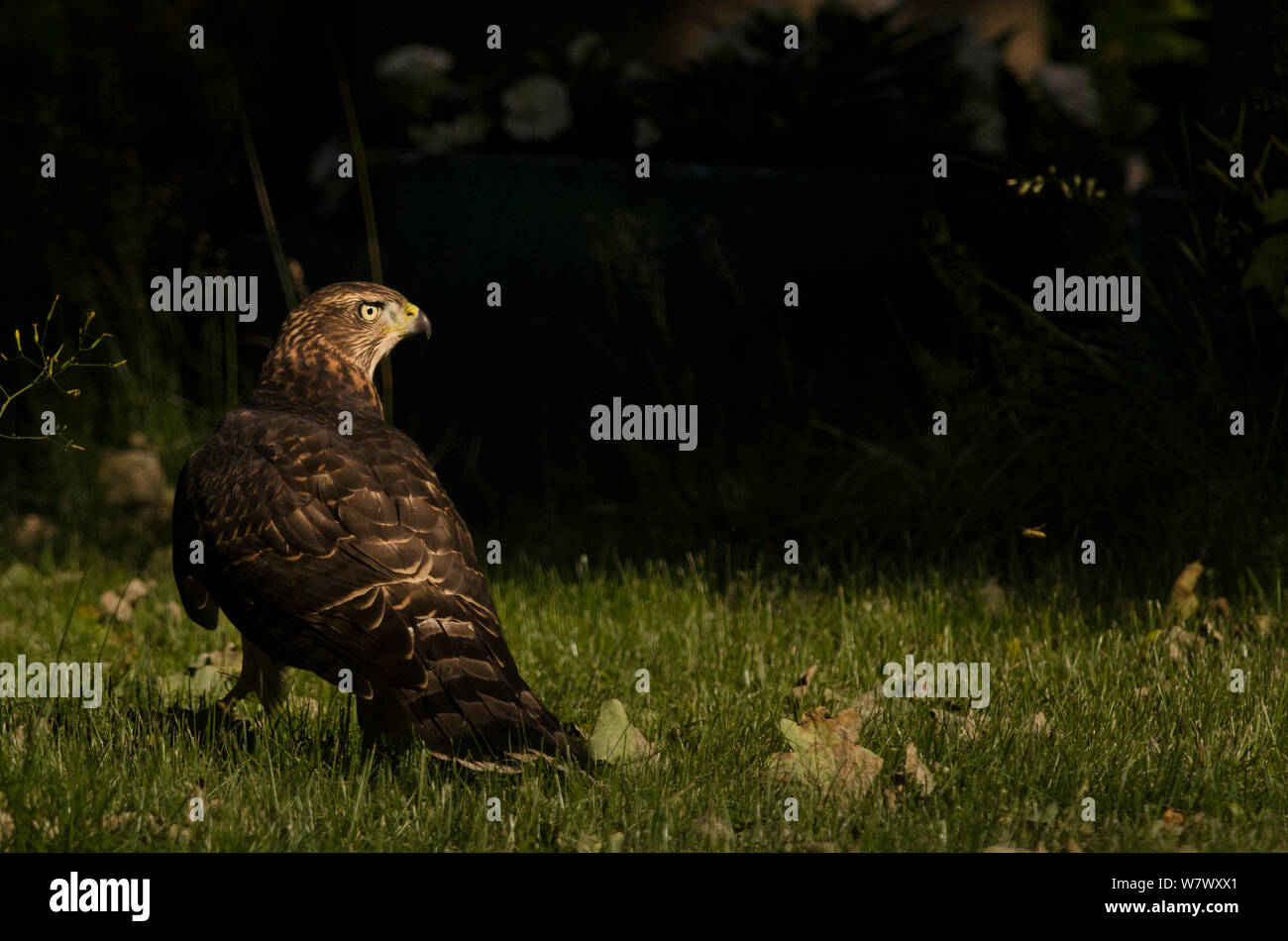 Astore (Accipiter gentilis), recentemente sviluppato i capretti nel cimitero urbano. Berlino, Germania. Luglio. Foto Stock