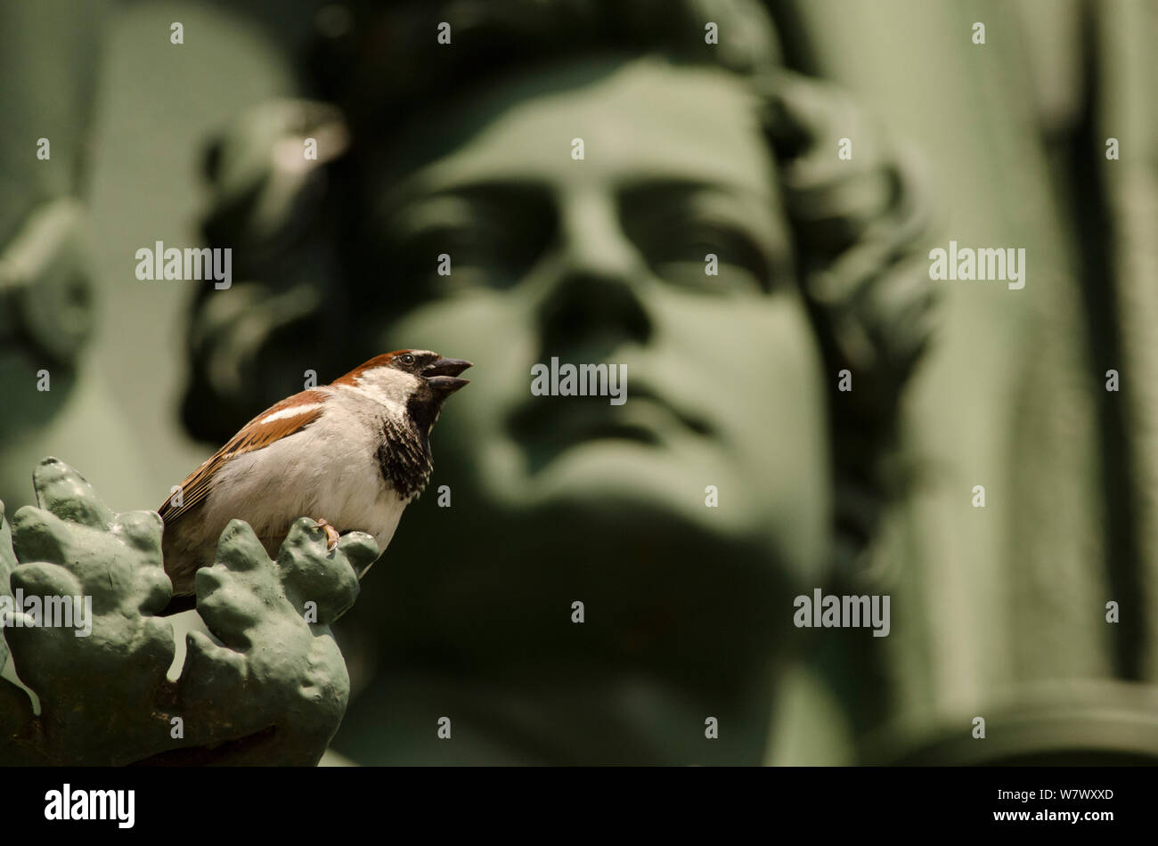 Casa passero (Passer domesticus), maschio a cantare dal pesce persico sulla statua. Berlino, Germania. Luglio. Foto Stock