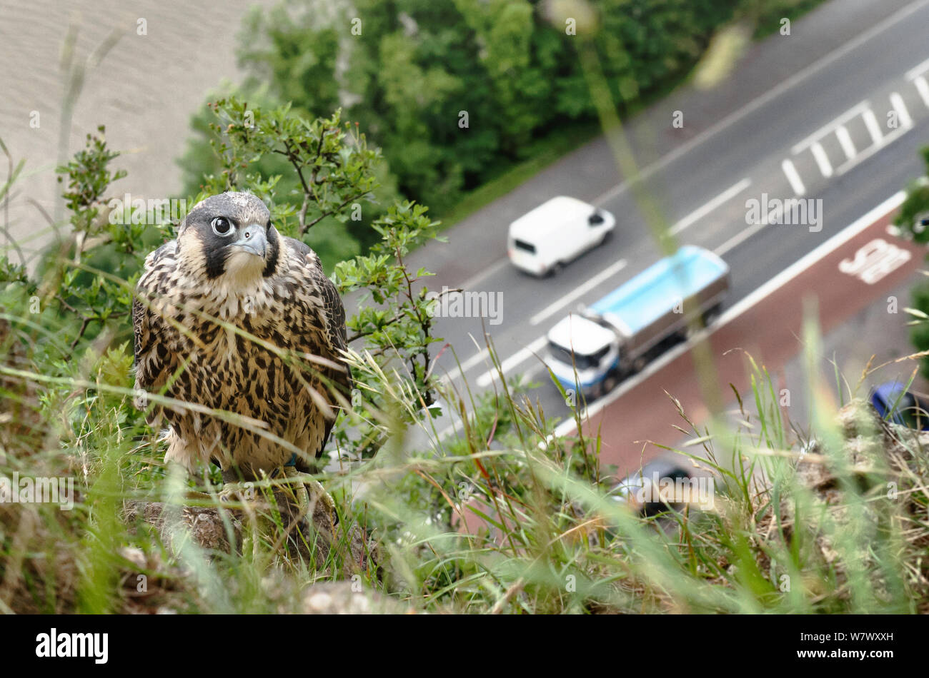 Falco pellegrino (Falco peregrinus), capretti arroccato sulla scogliera con strada trafficata e fiume in background. Avon Gorge, Bristol, Regno Unito. Giugno. Runner fino in Terre Sauvage natura&#39;s immagini Awards 2013, Urbano categoria. Foto Stock
