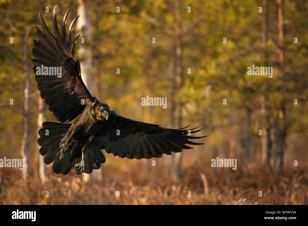 Comune di corvo imperiale (Corvus corax) in volo nel bosco. L'Estonia. Marzo. Foto Stock