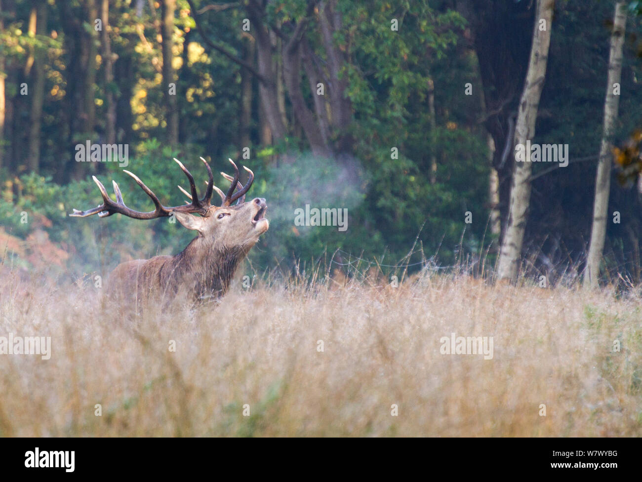 Muggito Red Deer stag durante l annuale rut. Prese a Richmond Park, London, Regno Unito. Foto Stock