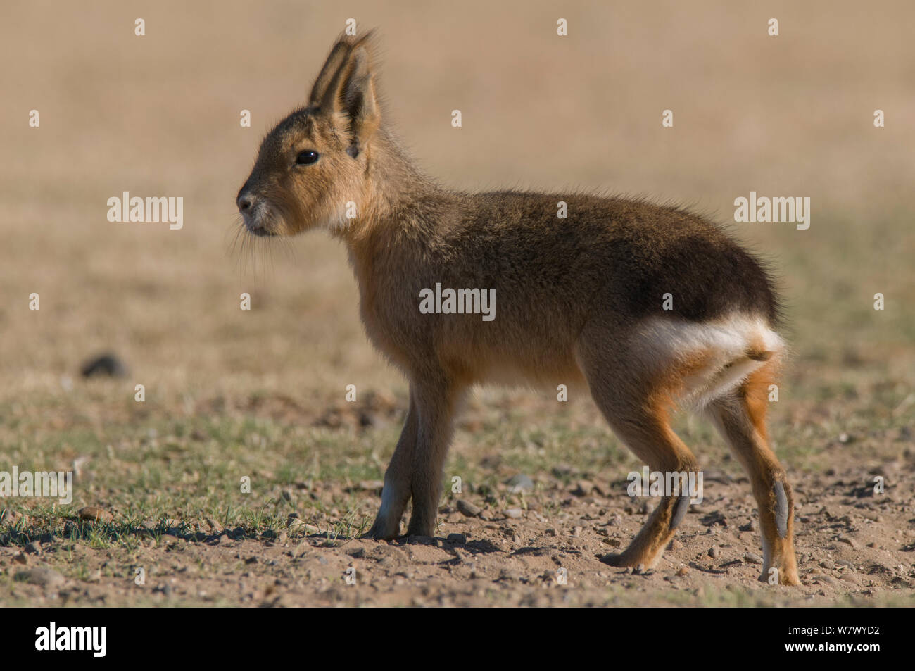 Nasello di Patagonia mara / cavy (Dolichotis patagonum) Penisola Valdes, Chubut, Patagonia, Argentina. Foto Stock