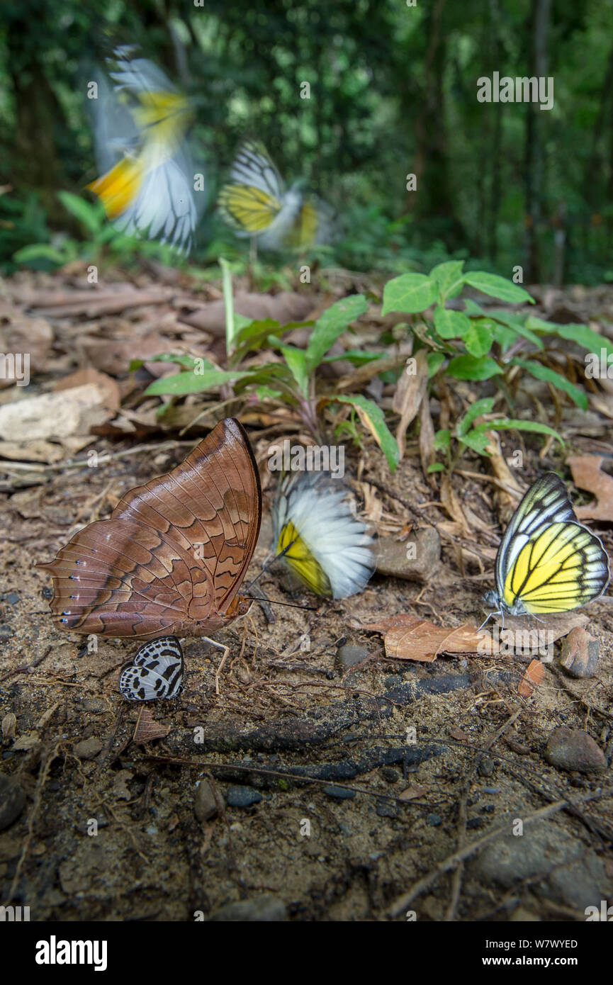 Aggregazione di farfalle, principalmente a dente di sega Bornean (Prioneris cornelia) e rosso / marrone fulvo rajah (Charaxs bernardus), assunzione di minerali provenienti dalla zona umida sul suolo della foresta pluviale. Temburong National Park, Brunei Borneo. Foto Stock