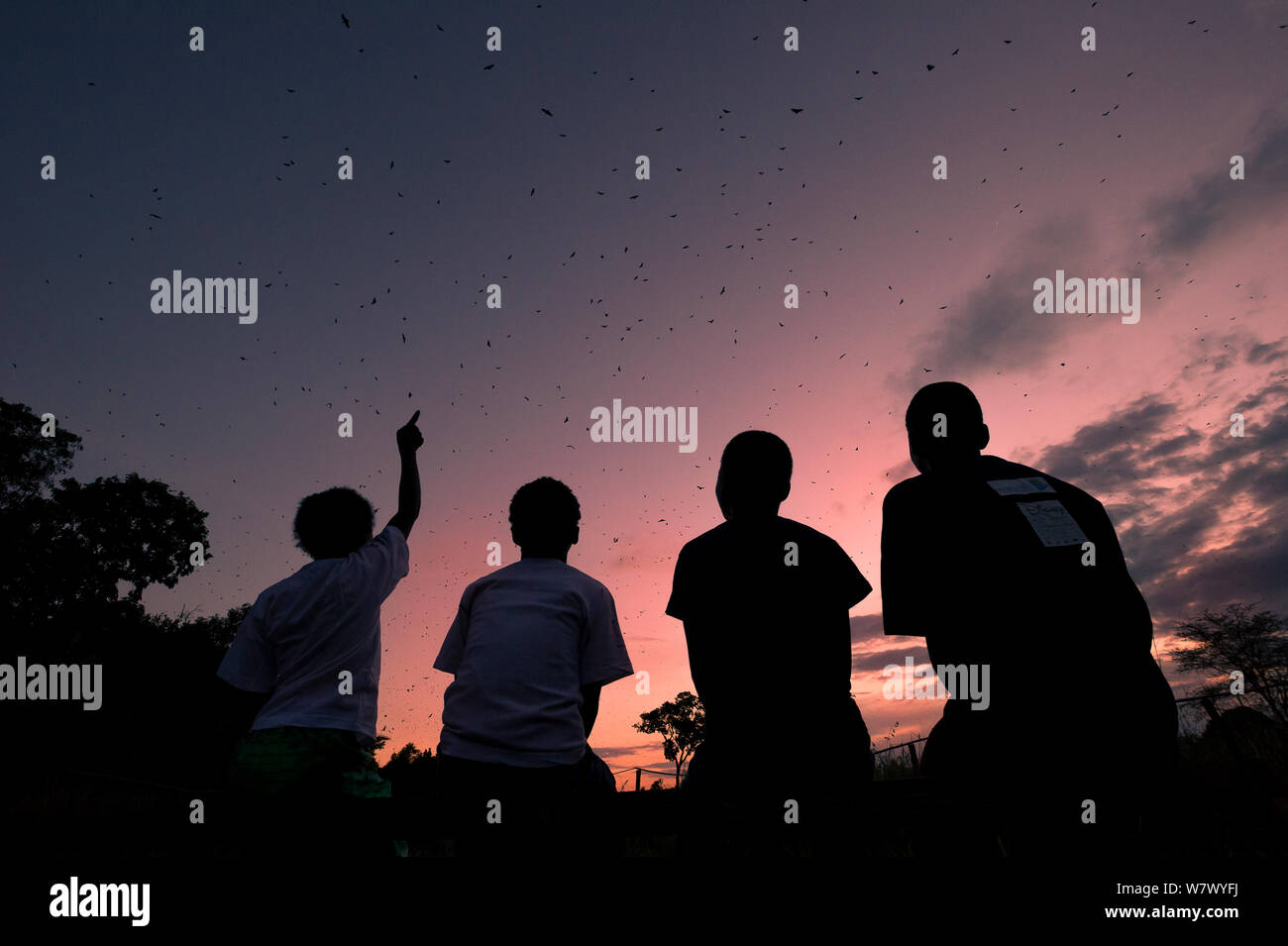 I ragazzi della scuola media locale a guardare la massa delle aggregazioni di colore paglierino volpi volanti (Eidolon helvum) lasciando loro posatoio al crepuscolo. Kasanka National Park, Zambia. Novembre 2013. Foto Stock