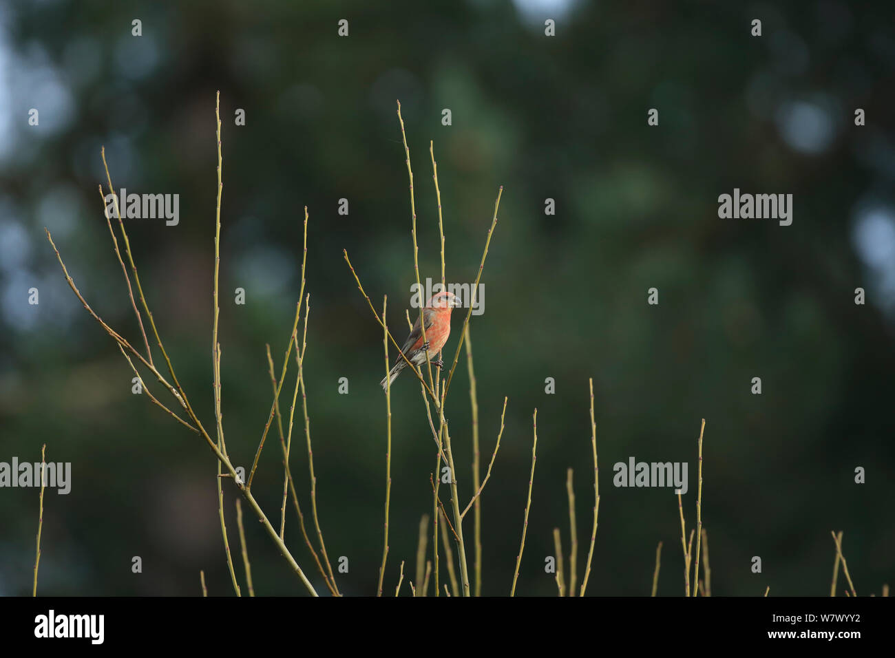 Parrot Crossbill (Loxia pytyopsittacus) Norfolk, Inghilterra, Regno Unito, Marzo Foto Stock