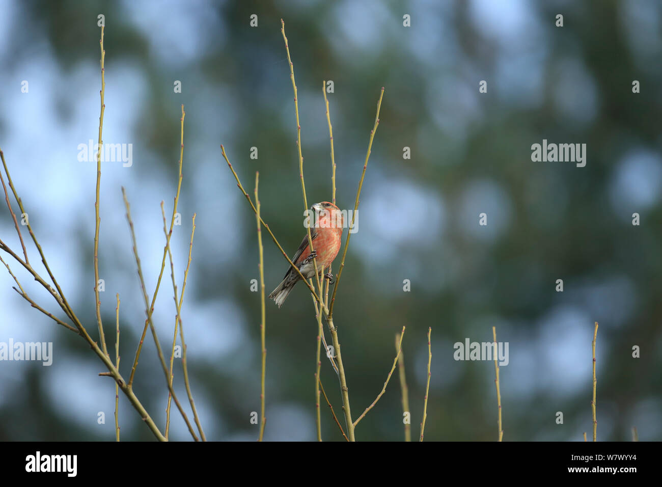 Parrot Crossbill (Loxia pytyopsittacus) Norfolk, Inghilterra, Regno Unito, Marzo Foto Stock