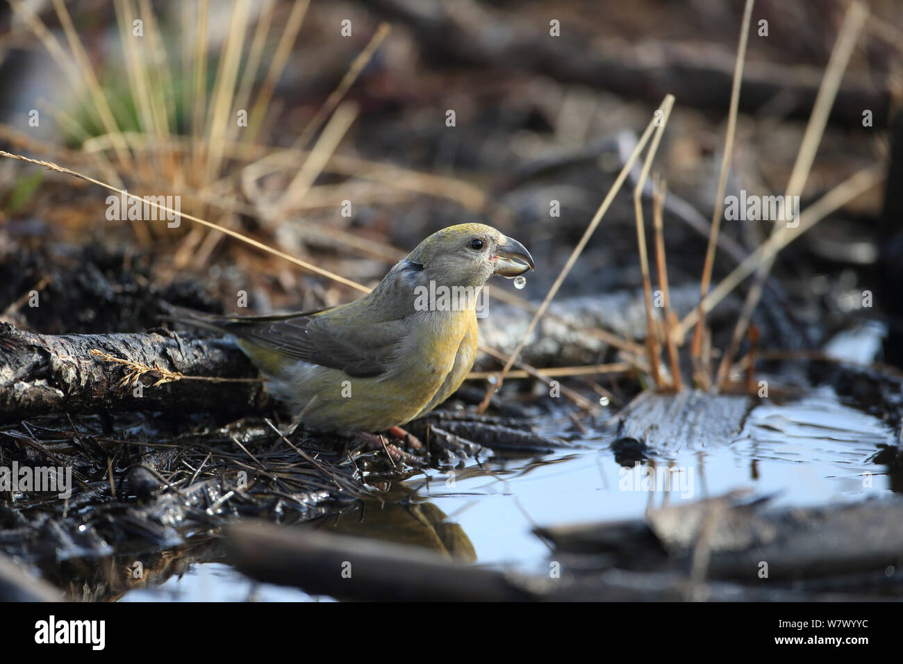 Parrot Crossbill (Loxia pytyopsittacus) bere, Norfolk, Inghilterra, Regno Unito, Febbraio Foto Stock