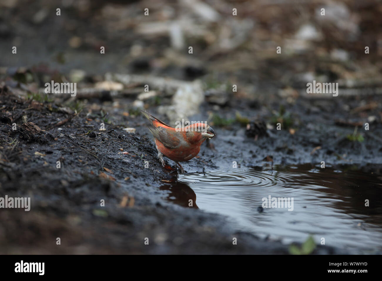 Parrot Crossbill (Loxia pytyopsittacus) bere, Norfolk, Inghilterra, Regno Unito, Febbraio Foto Stock
