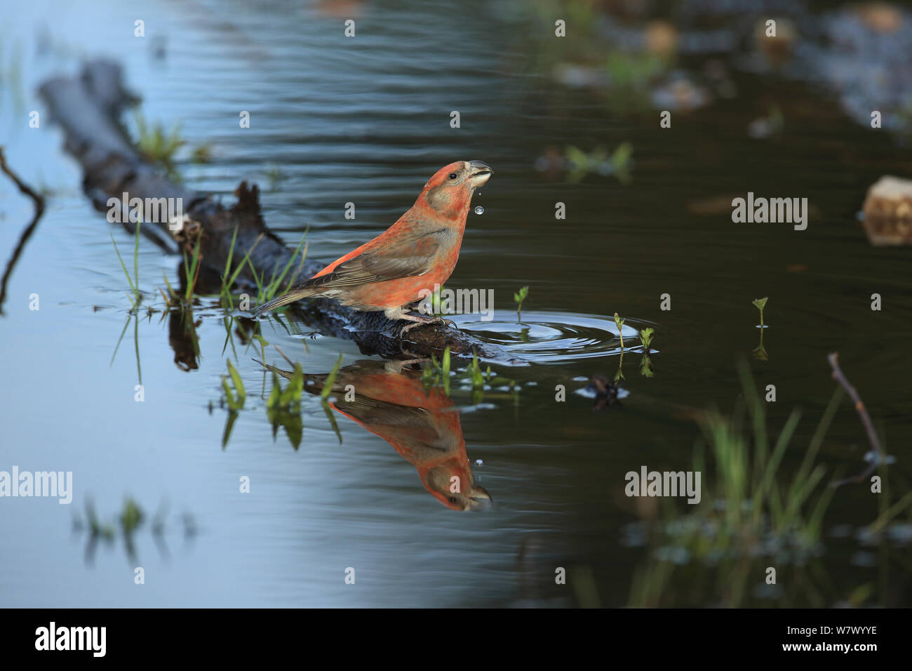 Parrot Crossbill (Loxia pytyopsittacus) bere, Norfolk, Inghilterra, Regno Unito, Marzo Foto Stock
