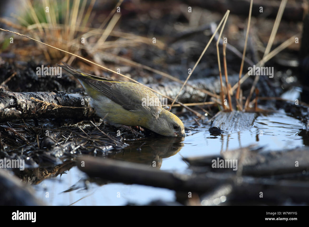 Parrot Crossbill (Loxia pytyopsittacus) bere, Norfolk, Inghilterra, Regno Unito, Febbraio Foto Stock