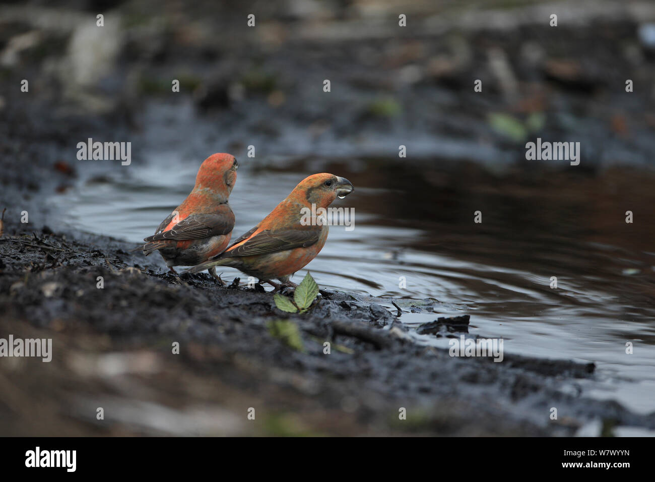 Parrot Crossbills (Loxia pytyopsittacus) Norfolk, Inghilterra, Regno Unito, Febbraio Foto Stock