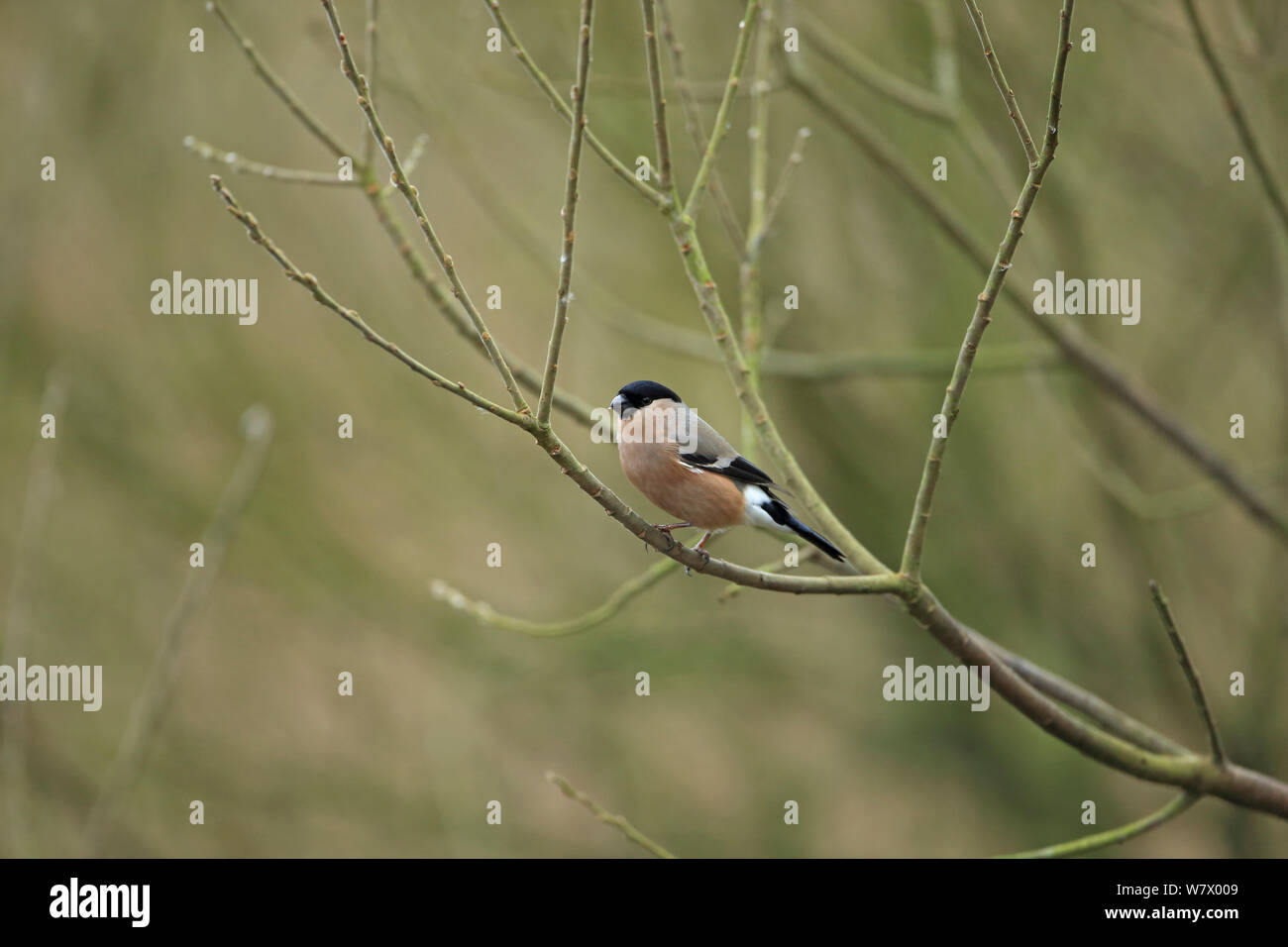 Bullfinch (Pyrrhula pyrrhula) arroccato, Norfolk, Inghilterra, Regno Unito, Febbraio Foto Stock