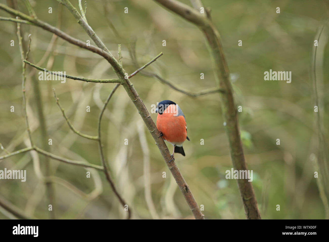 Bullfinch (Pyrrhula pyrrhula) arroccato, Norfolk, Inghilterra, Regno Unito, Febbraio Foto Stock