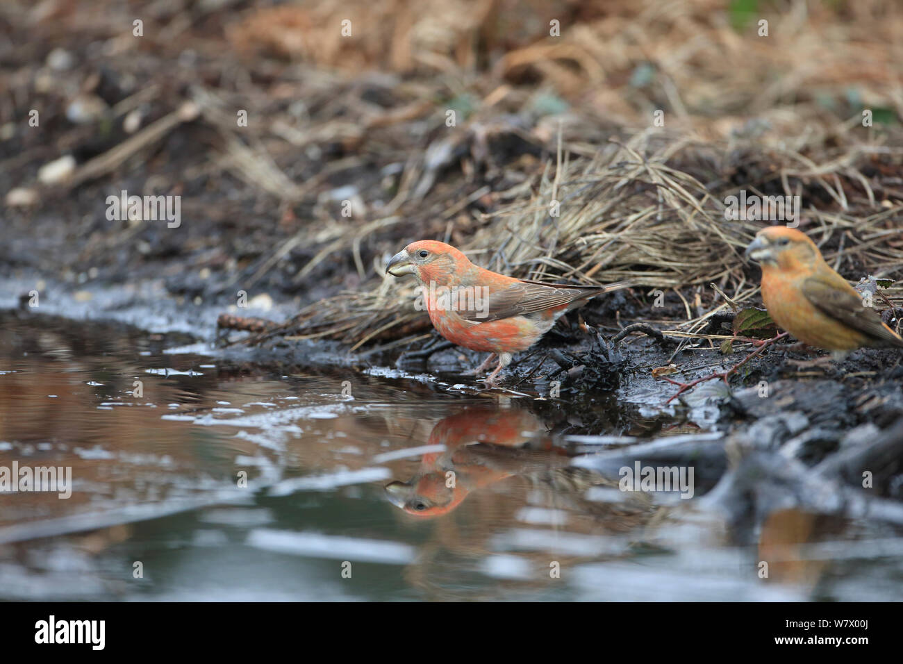 Parrot Crossbills (Loxia pytyopsittacus) da Pozza, Norfolk, Inghilterra, Regno Unito, Febbraio Foto Stock
