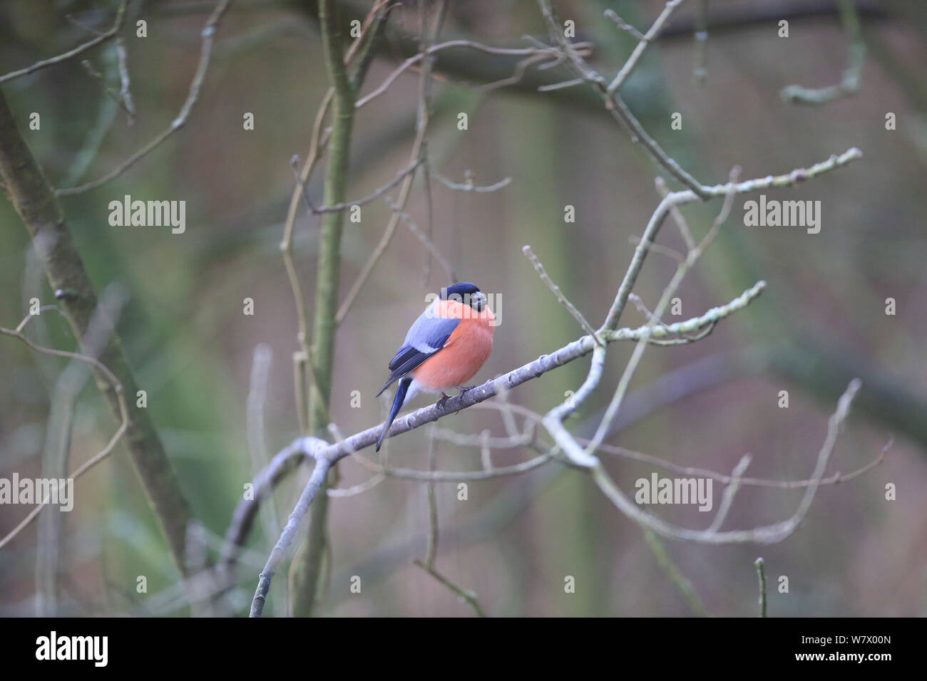 Bullfinch (Pyrrhula pyrrhula) arroccato, Norfolk, Inghilterra, Regno Unito, Gennaio Foto Stock