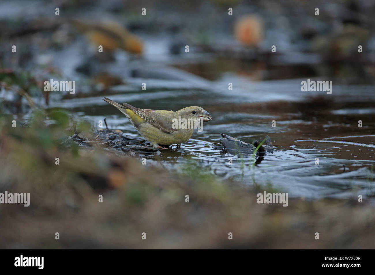 Parrot Crossbill (Loxia pytyopsittacus) bere, Norfolk, Inghilterra, Regno Unito, Febbraio Foto Stock