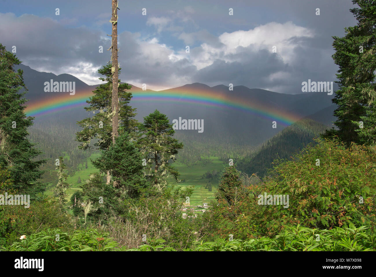 Rainbow su alberi in Shejila moutain, Prefettura di Nyingchi, Qinghai-Tibet altopiano, Tibet, Cina, Asia, luglio 2006. Foto Stock