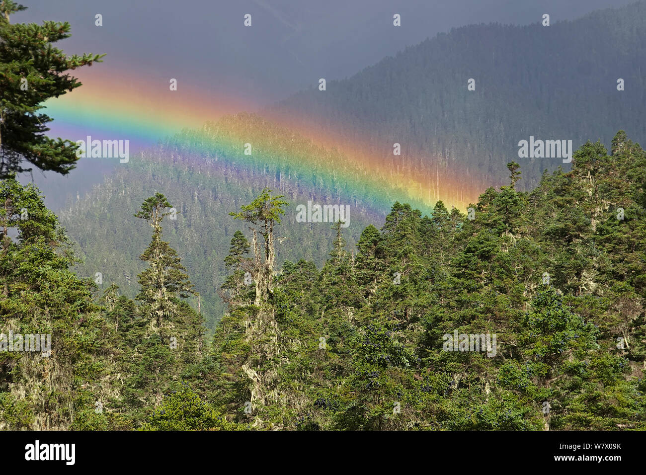Rainbow di foresta in corrispondenza Shejila moutain, Prefettura di Nyingchi, Qinghai-Tibet altopiano, Tibet, Cina, Asia. Luglio 2006. Foto Stock