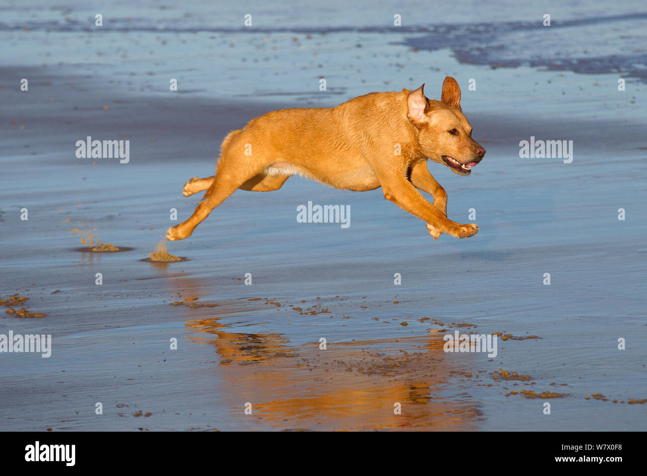 Il Labrador giallo che corre lungo una spiaggia di Norfolk, East Anglia, England, Regno Unito, dicembre. Foto Stock