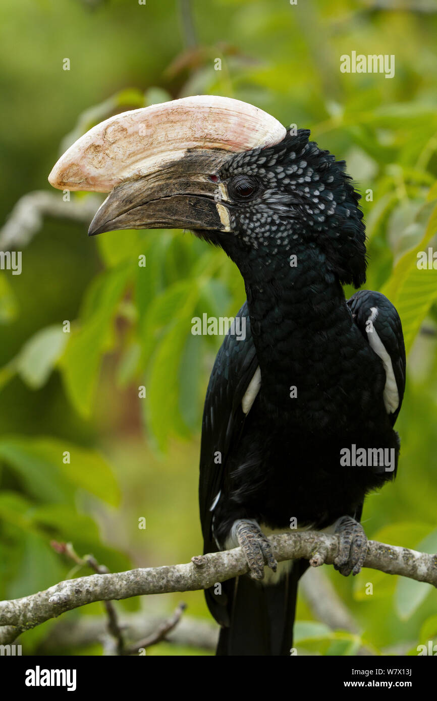 Argentea-cheeked Hornbill (Bycanistes brevis) vicino allo zoo, avviene in Africa orientale. Foto Stock