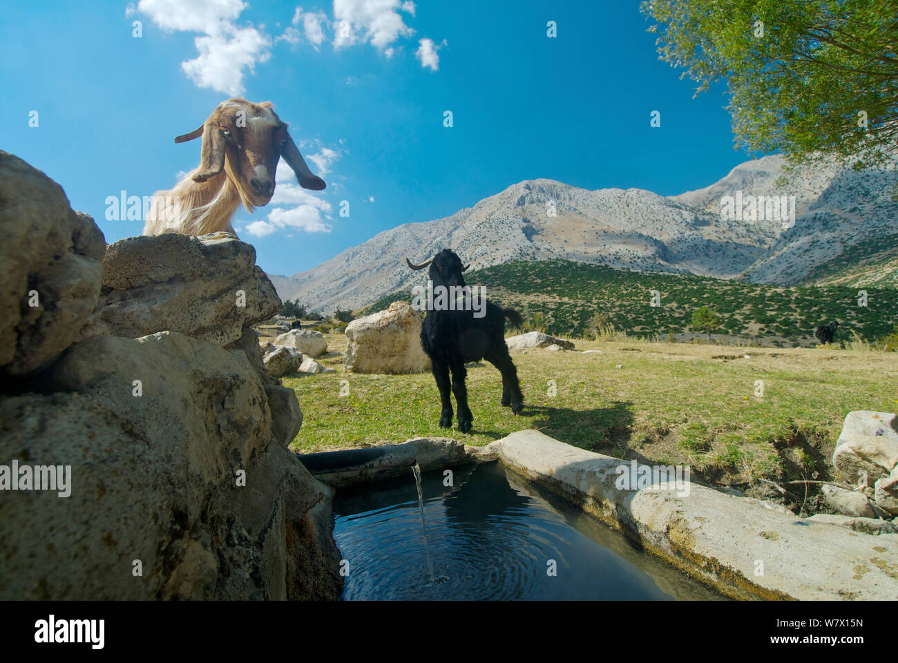 Capre che si avvicinano ad un bene a bere in una calda giornata estiva, sui monti Taurus, Turchia, settembre 2008. Foto Stock