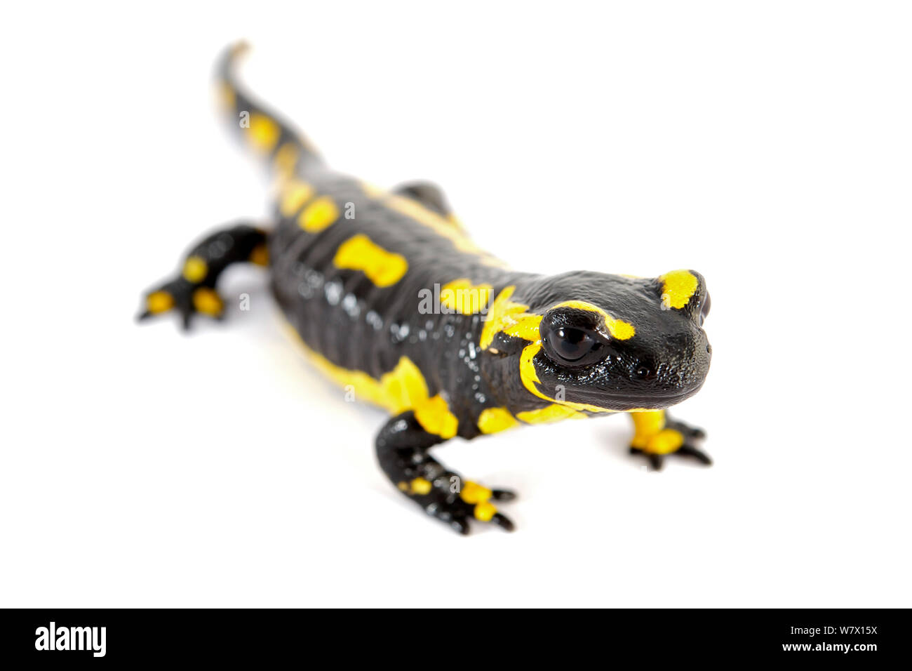 Salamandra pezzata (Salamandra salamandra) contro uno sfondo bianco. Captive, avviene in Europa. Foto Stock