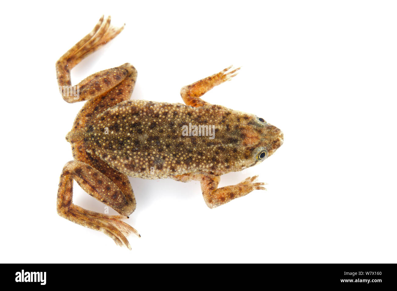 Zaire Dwarf artigliato Frog (Hymenochirus boettgeri) contro uno sfondo bianco. Captive si verifica in Africa centrale. Foto Stock