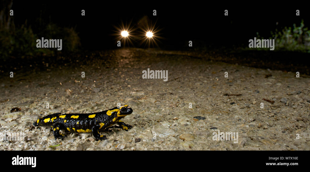 Salamandra pezzata (Salamandra salamandra) attraversando la strada con la vettura si avvicina, Francia. Novembre. Foto Stock
