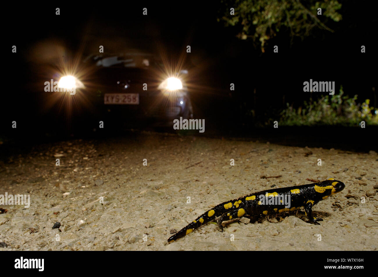 Salamandra pezzata (Salamandra salamandra) attraversando la strada con la vettura si avvicina, Francia. Novembre. Foto Stock