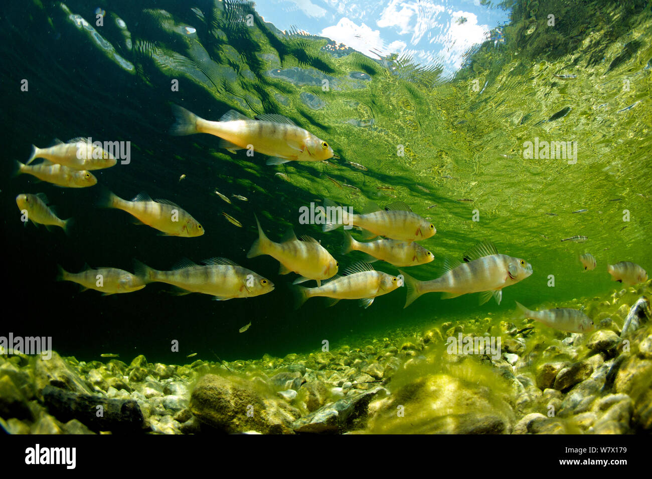 Scuola di giovani Comunità pesce persico (Perca fluviatilis) nel lago Altausseer, Austria, Luglio. Foto Stock