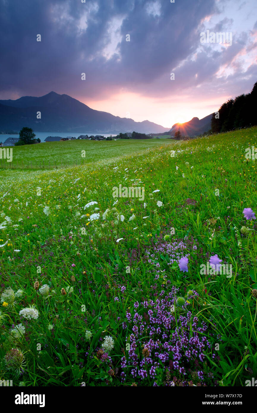 Tramonto nelle Alpi vicino lago Wolfgangsee con una fioritura di prato alpino, Austria, luglio 2013. Foto Stock