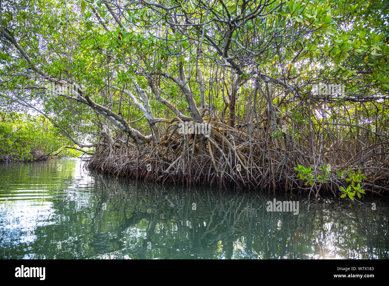 Mangrovia rossa (Rhizophora mangle) alberi, il Parco Nazionale Morrocoy Venezuela. Febbraio 2014. Foto Stock