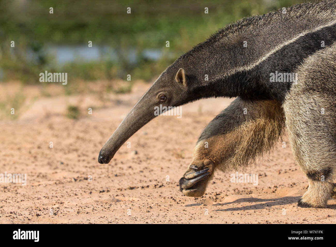 Giant anteater (Myrmecophaga tridactyla) ritratto, Hato El Cedral. Llanos, Venezuela. Foto Stock