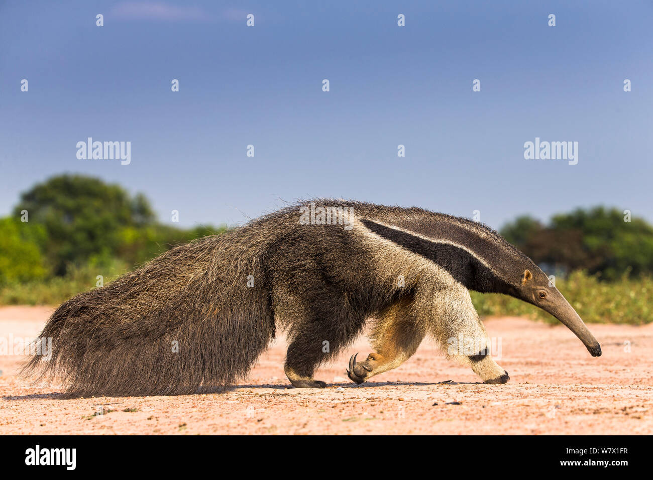 Giant anteater (Myrmecophaga tridactyla) passeggiate in habitat, Hato El Cedral. Llanos, Venezuela. Foto Stock