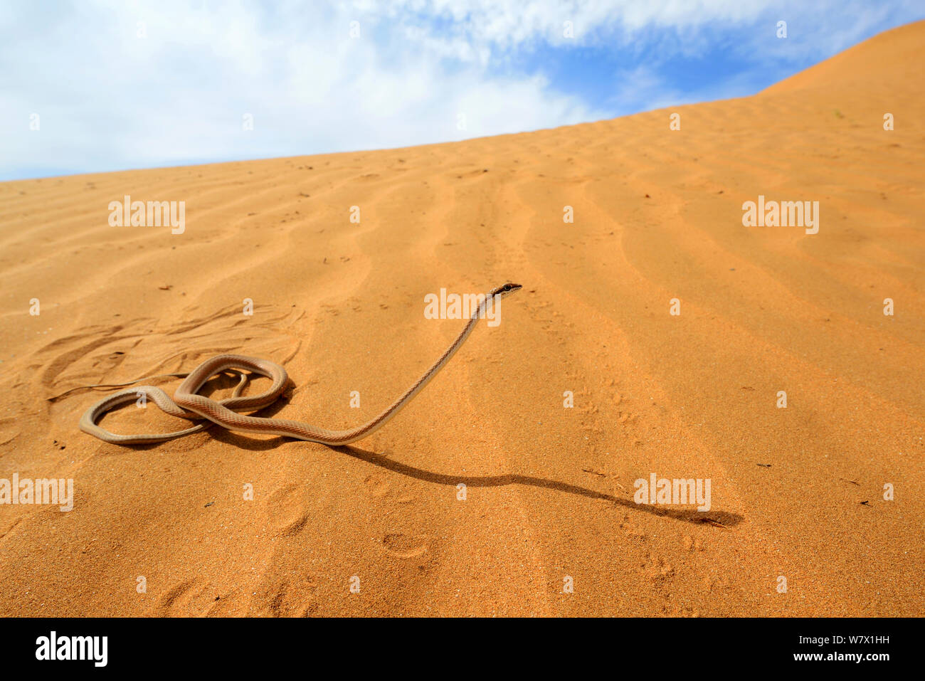 Sabbia Schokari racer (Psammophis schokari) nel deserto, Marocco. Foto Stock