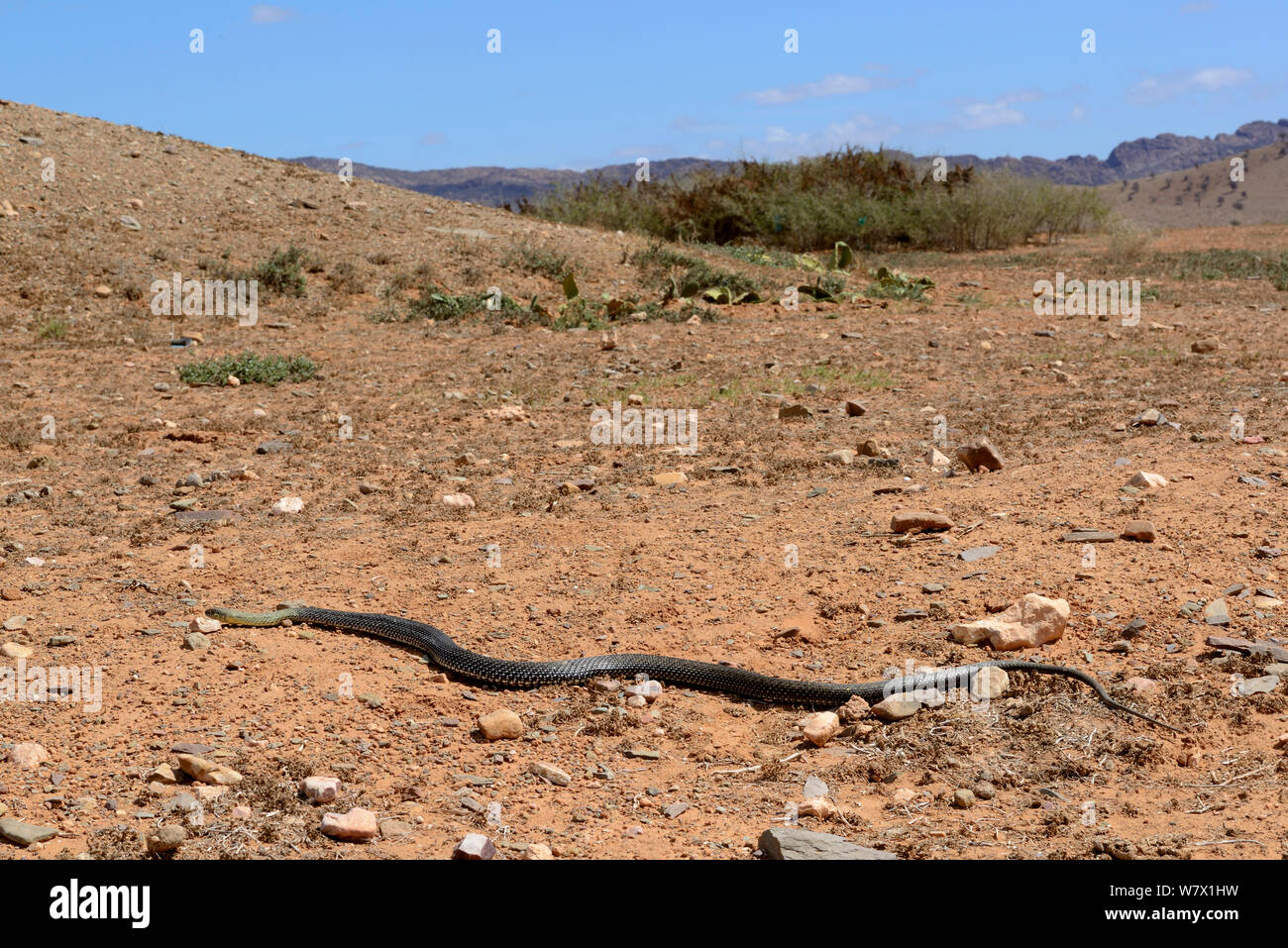Montpellier snake (Malpolon monspessulanus) in movimento attraverso la sabbia in habitat, Souss, Marocco. Foto Stock