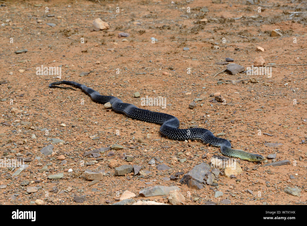 Montpellier snake (Malpolon monspessulanus) in movimento attraverso la sabbia, Souss, Marocco. Foto Stock
